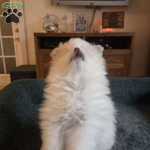 Eric, Pomeranian Puppy